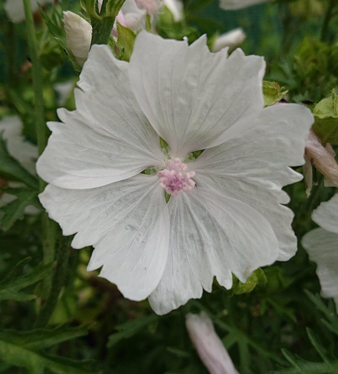 48421757607 4011877d34 k 17208